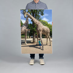 A man from The Canvas Works holds a large vertical 70x100cm photo on canvas print featuring a child standing under model giraffes at the entrance to Fota Island Zoo in Cork. 